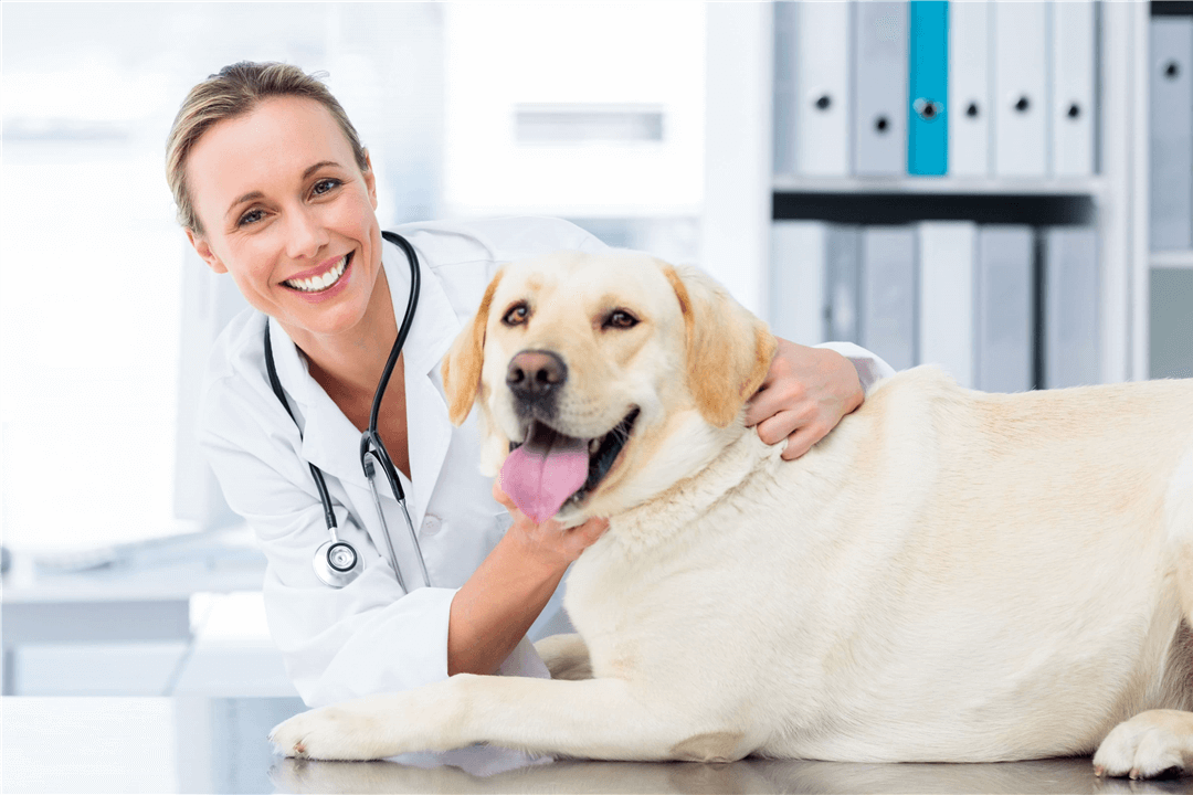 Dogs: Our best friends in sickness and in health