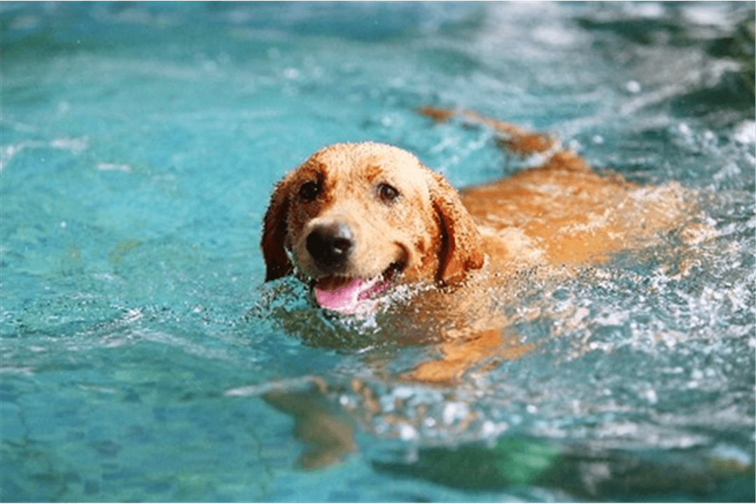 Er hunden din blitt stivere til beins?