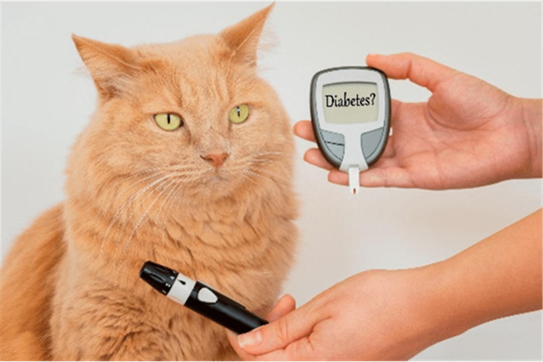 Har katten diabetes?