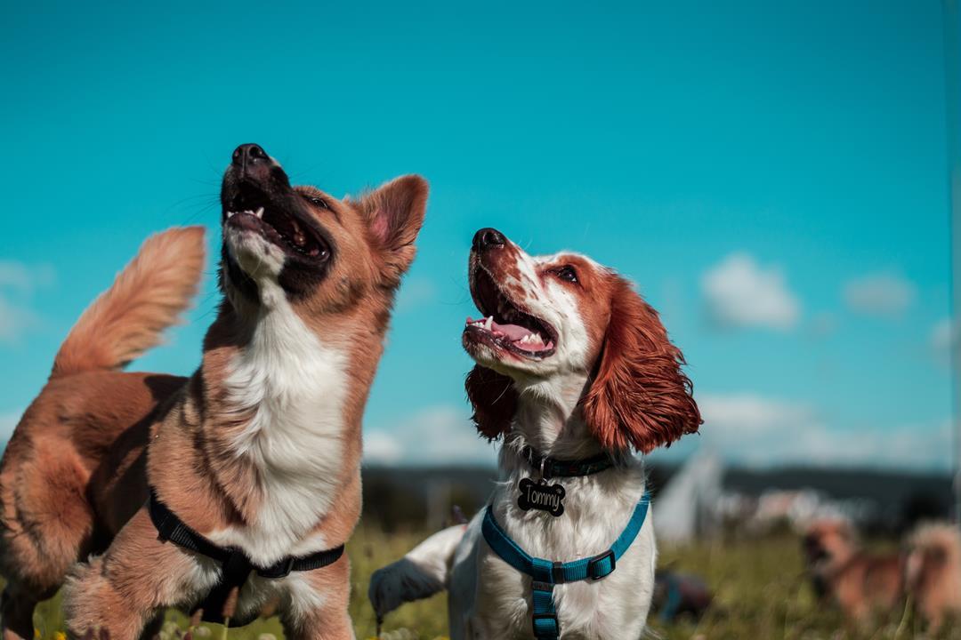 Dogs with blue skype